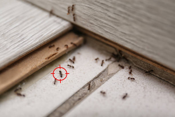 Best Mosquito Control Services  in Melrose, MA