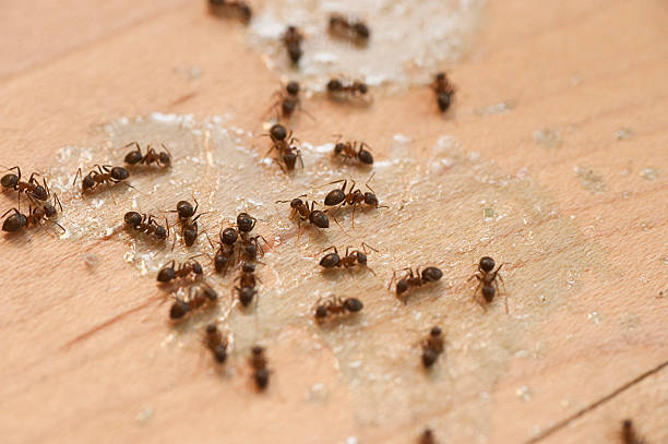  Melrose, MA Pest Control Pros